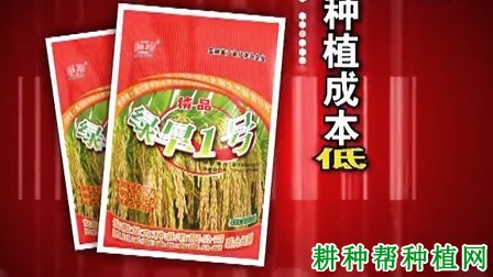 绿旱1号水稻品种好不好？