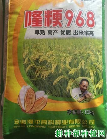 隆粳968水稻品种好不好？