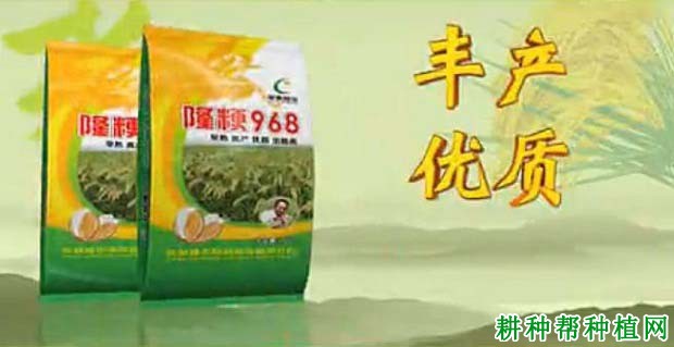 隆粳968水稻品种好不好？