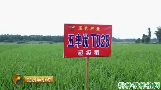 五丰优T025水稻品种好不好？