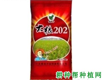 大粮202水稻品种好不好？