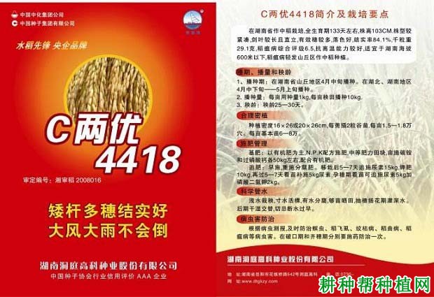 C两优4418水稻品种好不好？