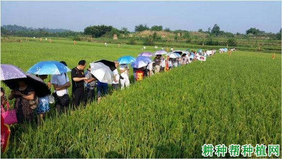 旌优127水稻品种好不好？