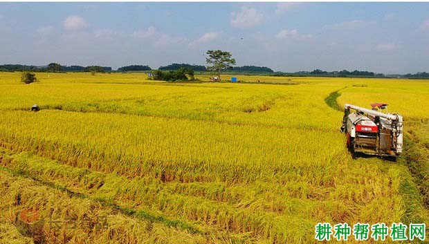 野香优703水稻品种好不好？