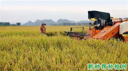 野香优703水稻品种好不好？