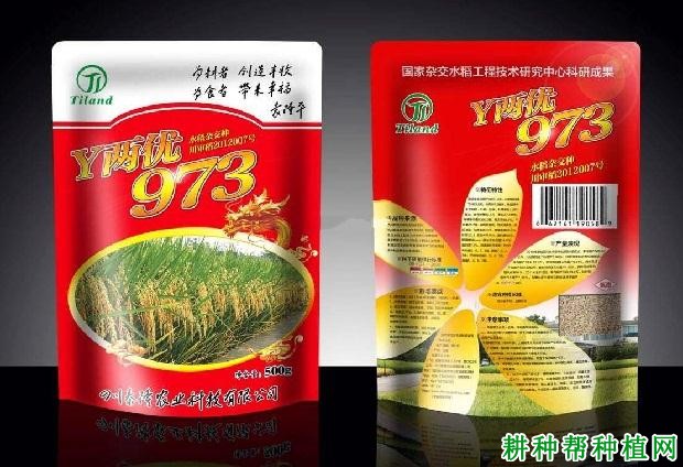 Y两优973水稻品种好不好？