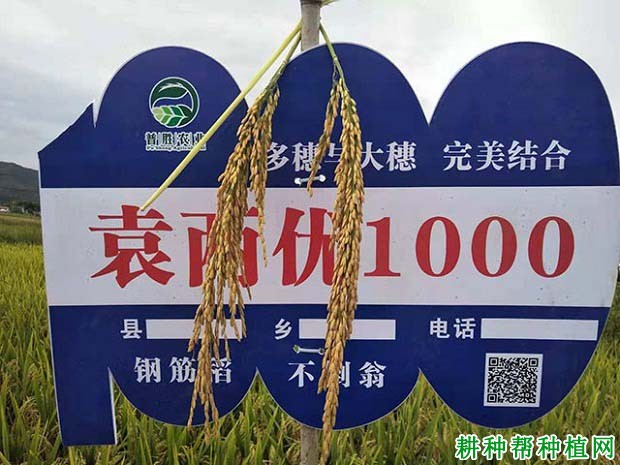 袁两优1000水稻品种好不好？