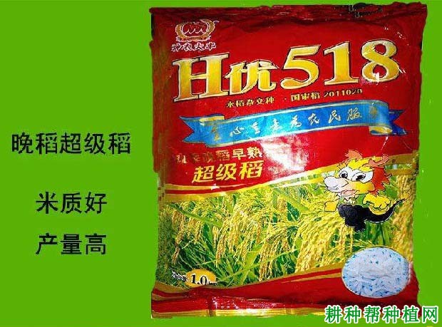 H优518水稻品种好不好？