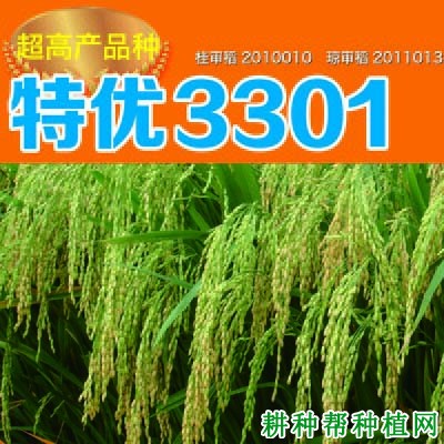 特优3301水稻品种好不好？