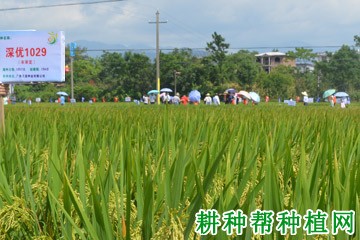 深优1029水稻品种好不好？