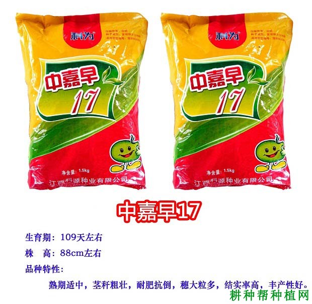 中嘉早17水稻品种好不好？