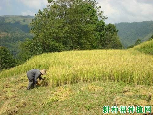 旱稻65水稻品种好不好？