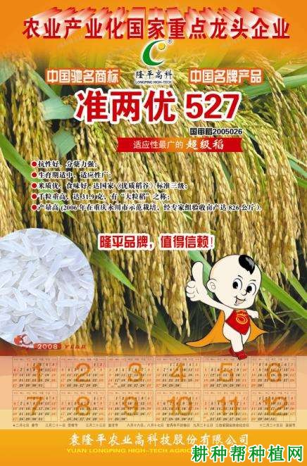 准两优527水稻品种好不好？