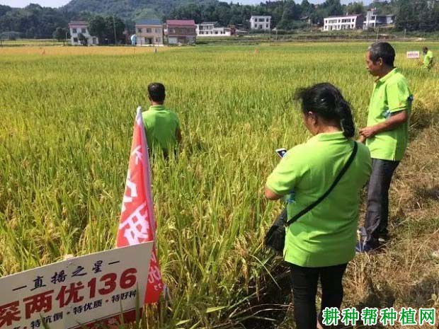 深两优136水稻品种好不好？