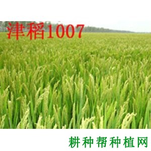 津稻1007水稻品种好不好？