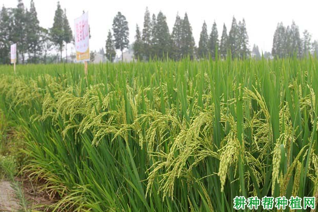 隆香优130水稻品种好不好？