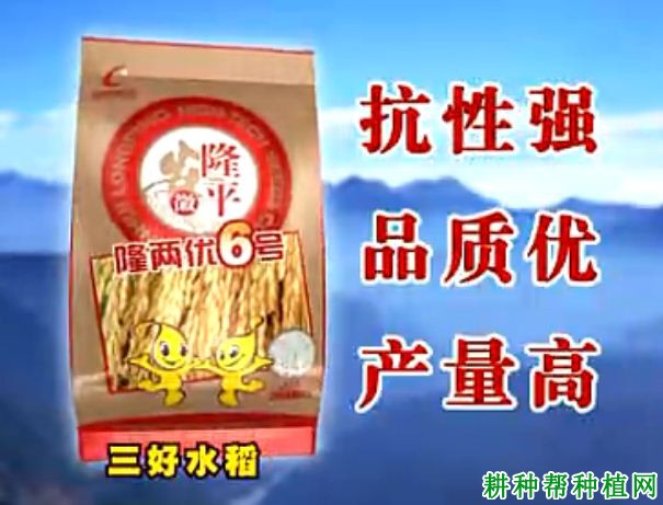 隆两优6号水稻品种好不好？