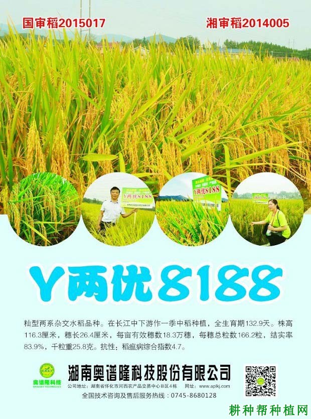 Y两优8188水稻品种好不好？