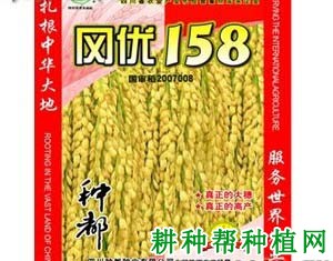 冈优158水稻品种好不好？