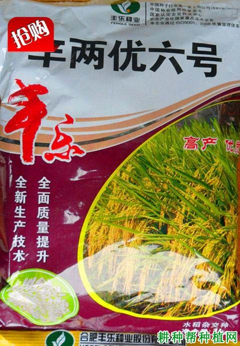 丰两优六号水稻品种好不好？