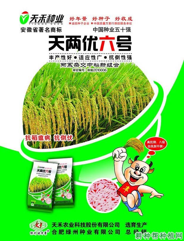 天两优6号水稻品种好不好？