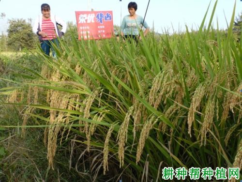 荣优华占水稻品种好不好？