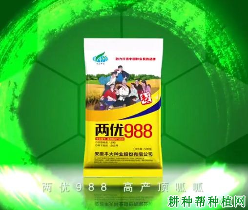 两优988水稻品种好不好？