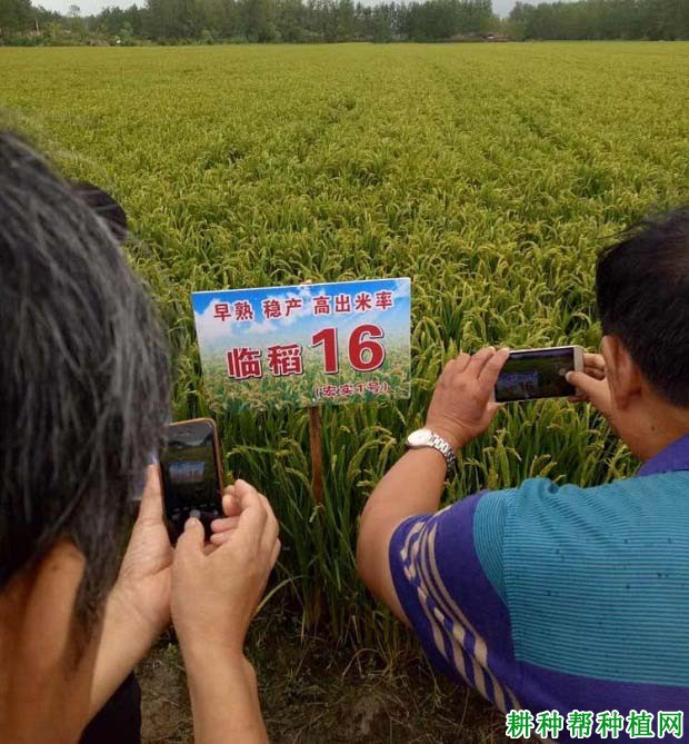 临稻16水稻品种好不好？