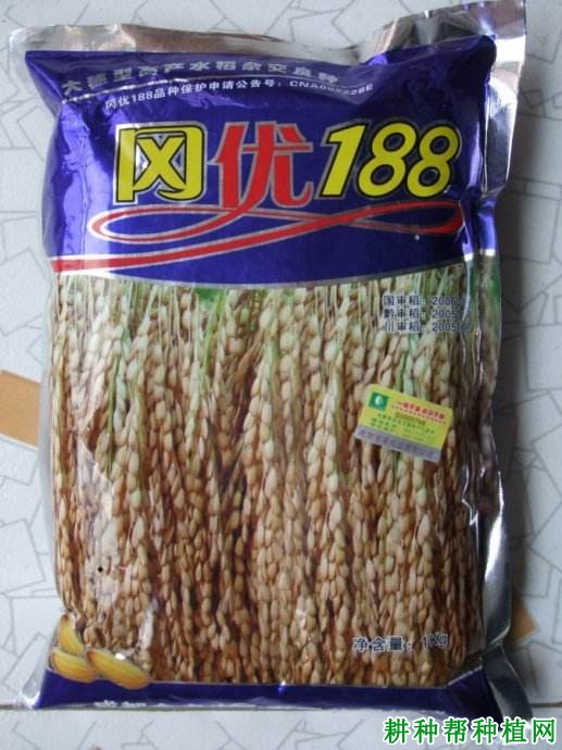 冈优188水稻品种好不好？