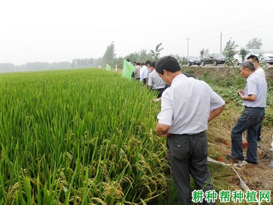 玉晶占水稻品种好不好？