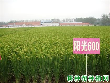 阳光600水稻品种好不好？