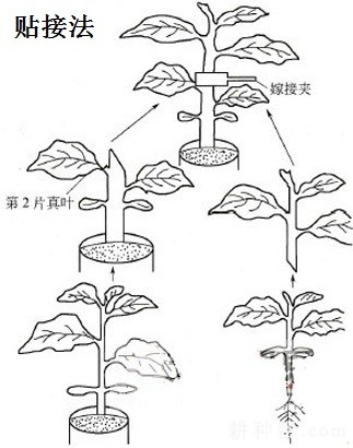 茄子如何嫁接？