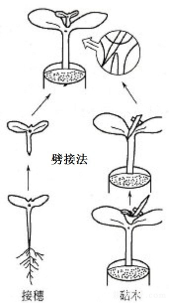 茄子如何嫁接？