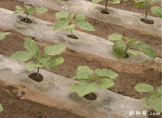 种植茄子如何浇水？