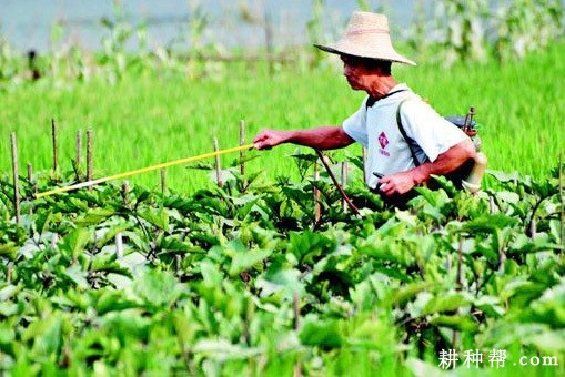 茄子如何叶面追肥？