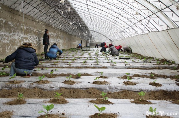 茄子每亩定植多少株合适？