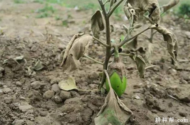 茄子根腐病怎么防治？