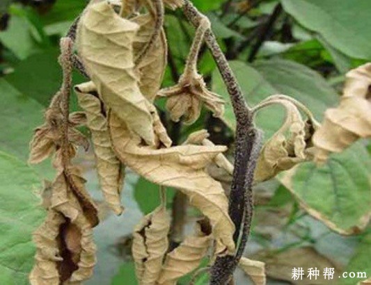 茄子菌核病怎样治疗？