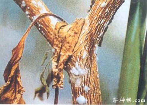 茄子菌核病怎样治疗？