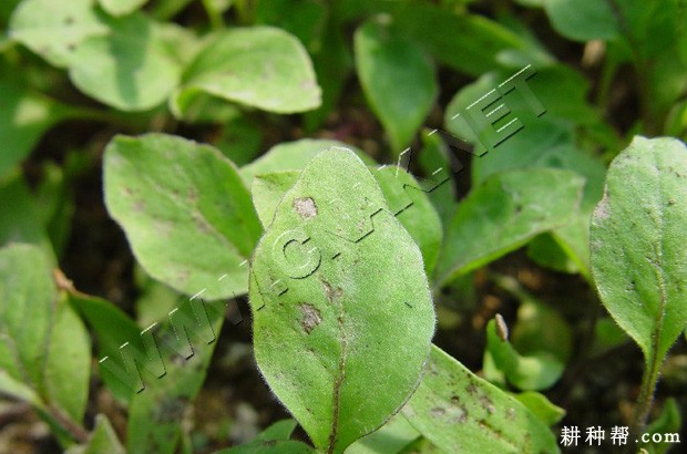 茄子绵疫病怎么防治？