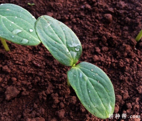 黄瓜苗生长发育有什么特点？