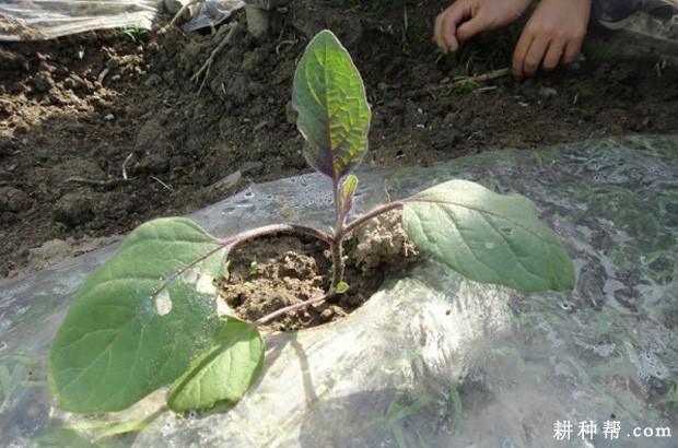 露地茄子怎么样种植？