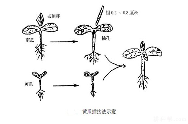 黄瓜苗怎样嫁接？