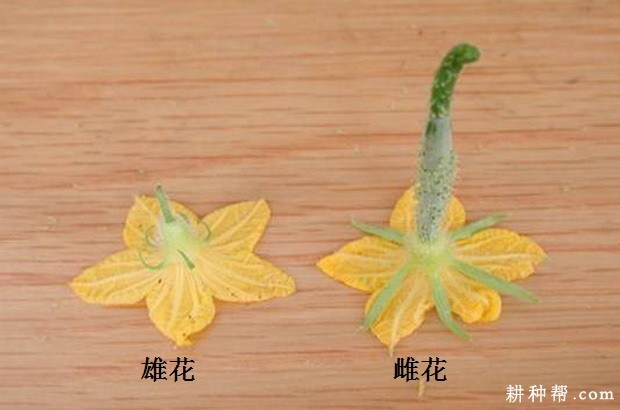 黄瓜的花有哪些特点？