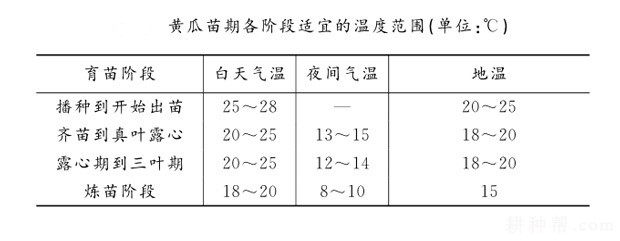 黄瓜怎样做好苗期管理？