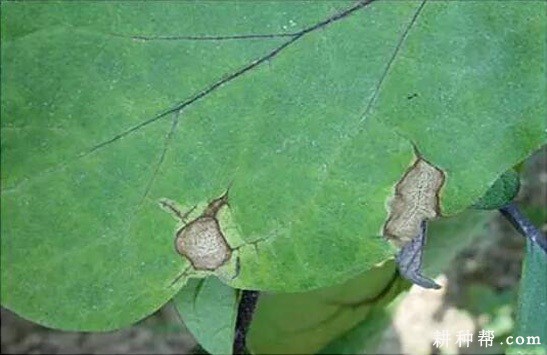 茄子褐斑病怎么样防治？