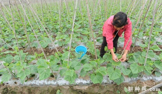 秋季露地黄瓜怎样种植？