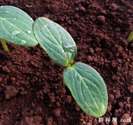 越夏露地黄瓜如何种植？