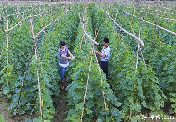 越夏露地黄瓜如何种植？