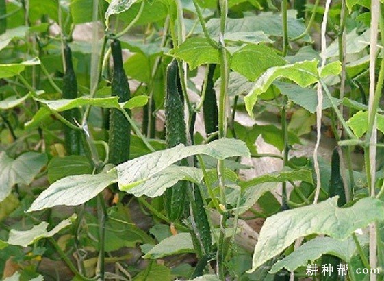 越夏露地黄瓜如何种植？